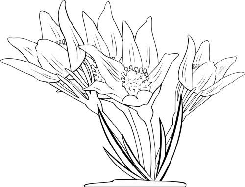 anemone flowers plant