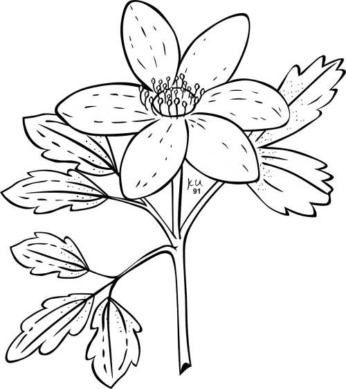 anemone flower plant