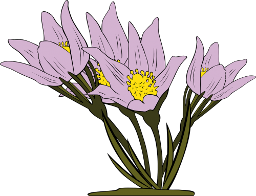 anemone flowers purple