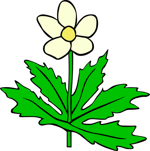 anemone flower leaf