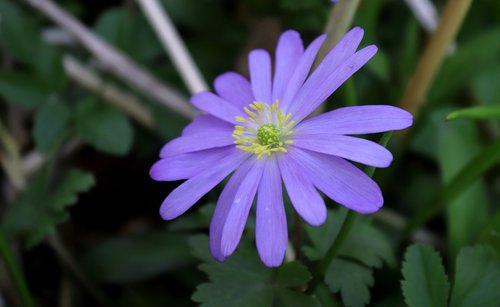 anemone  nature  flower