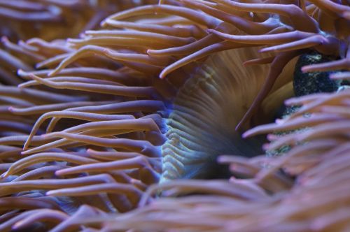 anemone sea anemone flow