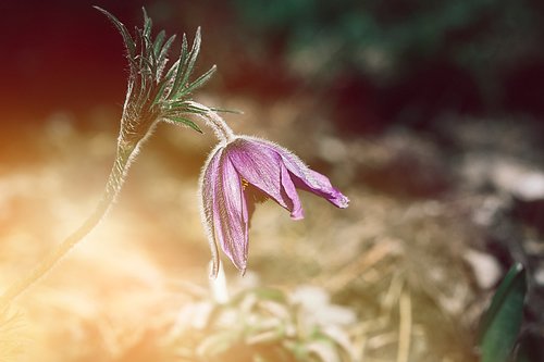 anemone  flower  purple anemone