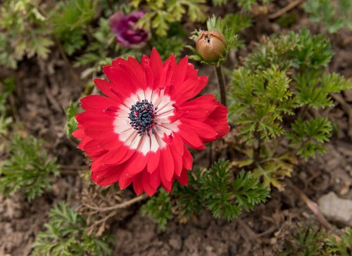 anemone  flower  plant