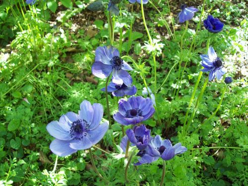 anemone flower purple