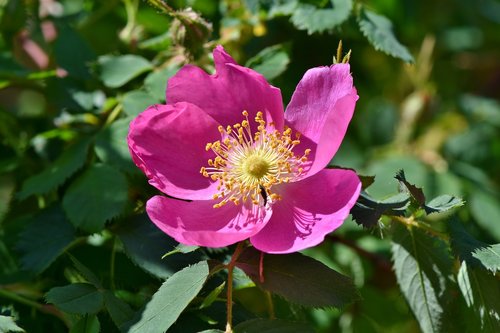 anemone  florets  blossom