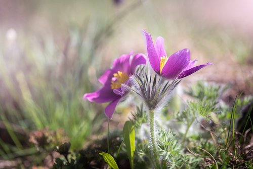 anemone  purple  purple anemone