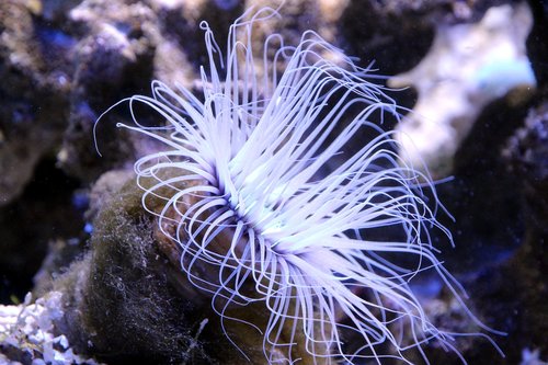 anemone  sea anemone  actinium