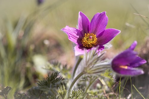 anemone  flower  purple