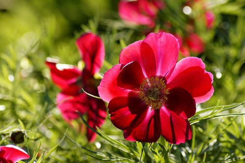 anemone  red  red anemone