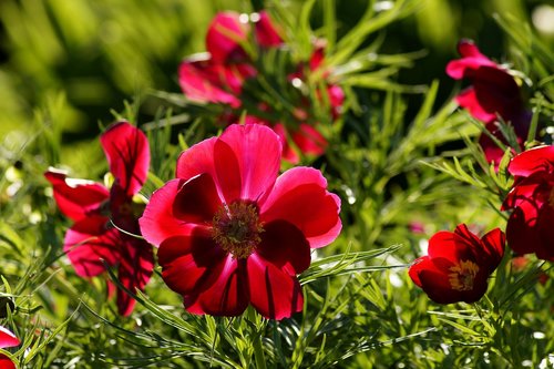 anemone  red  red anemone