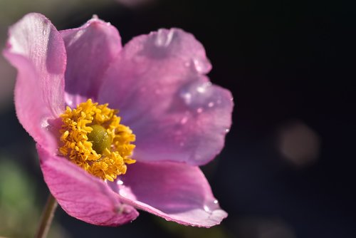 anemone  blossom  bloom