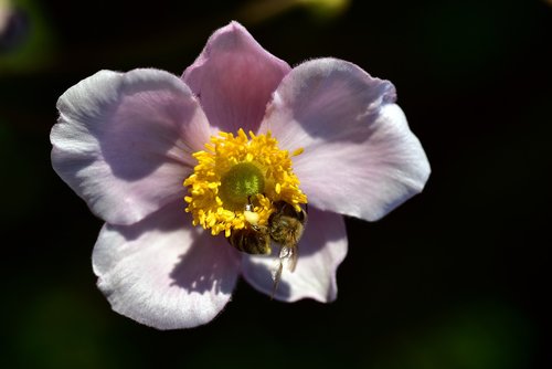 anemone  summer  flower