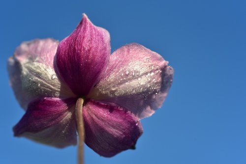 anemone  back  rear