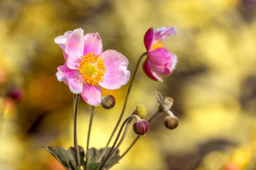 anemone  flower  blossom