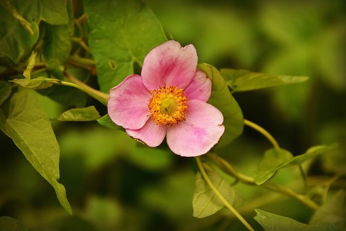 anemone  flower  plant