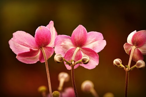 anemone  flower  plant