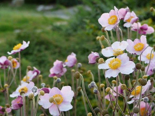 anemone  flowers  pink