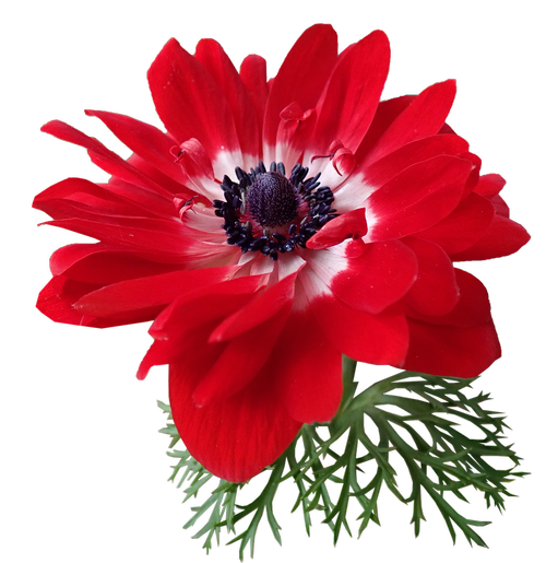 anemone  red  flower