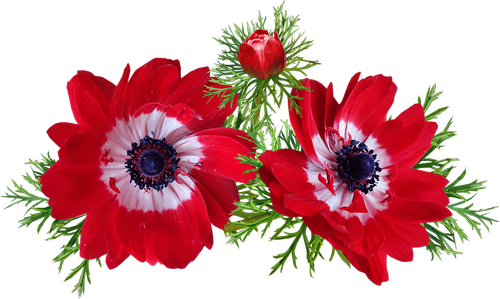 anemone  red  flowers