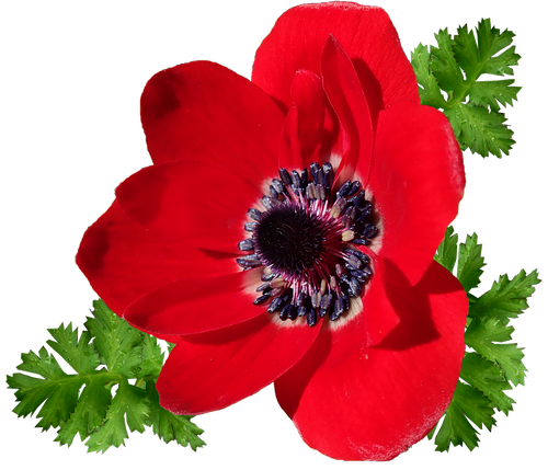 anemone  red  single flower