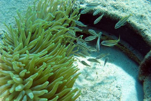 anemone tomates underwater