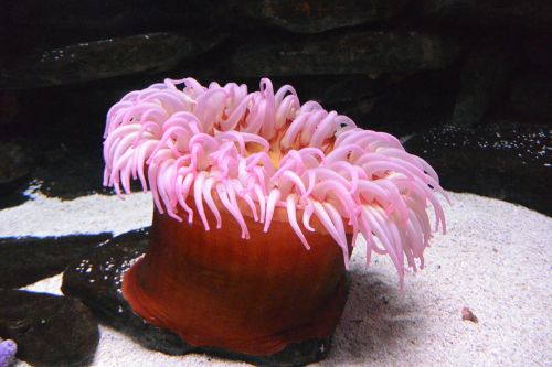 anemone aquarium animal