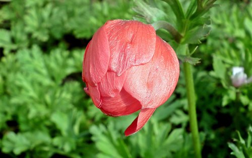 anemone  flower  bud