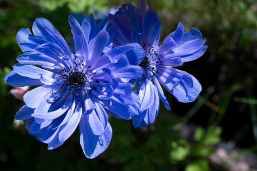 anemone  blue  blue anemone
