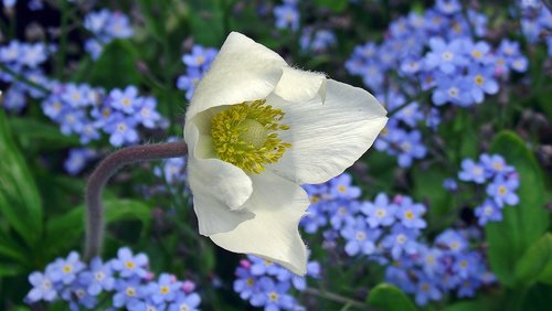 anemone  flowers  spring