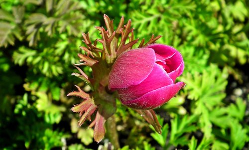anemone  spring  flower