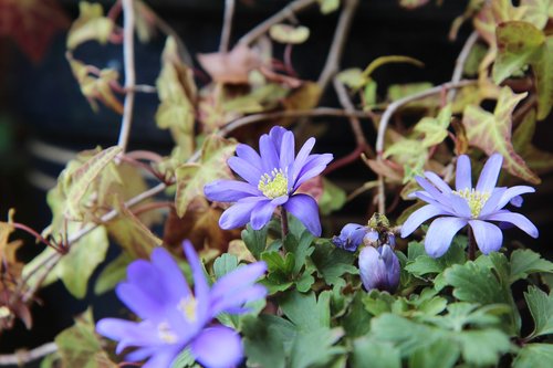 anemone  flowering  flower