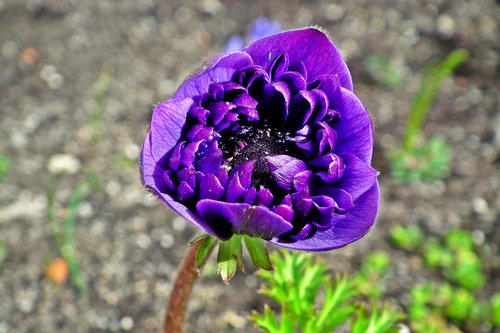 anemone  flower  spring