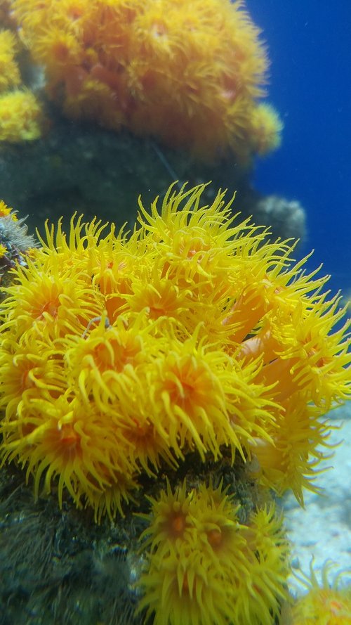 anemone  ocean  sea life
