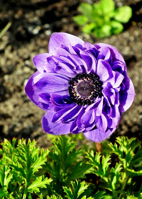 anemone  flower  spring