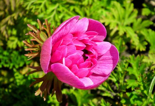 anemone  pink  nature