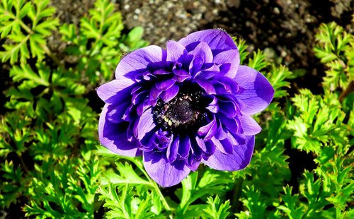 anemone  flower  blue