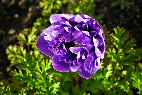 anemone  flower  blue