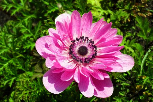 anemone  flower  pink