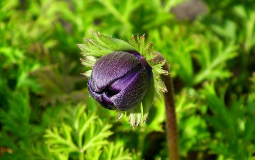 anemone  flower  bud