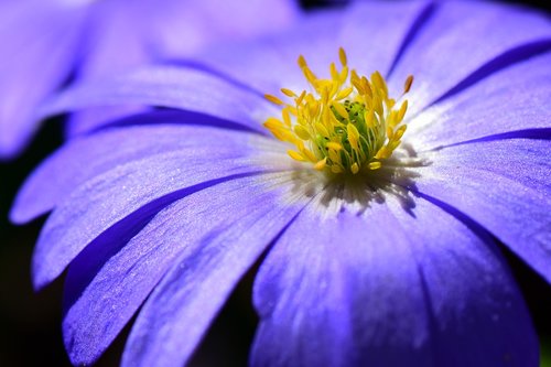 anemone  flower  petal