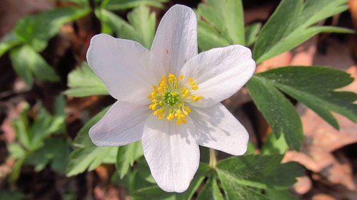 anemone  flower  spring