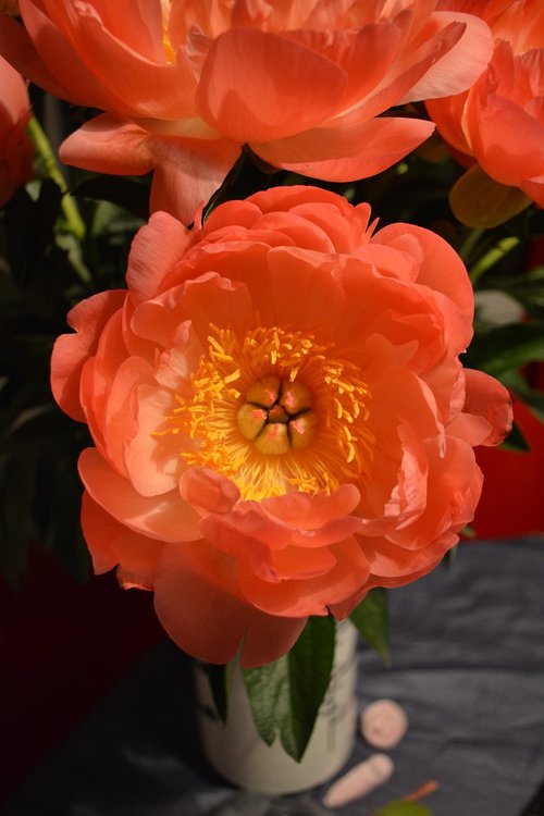 anemone  flower  geometry
