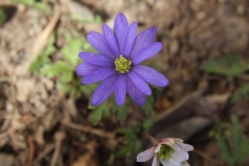 anemone  purple  white