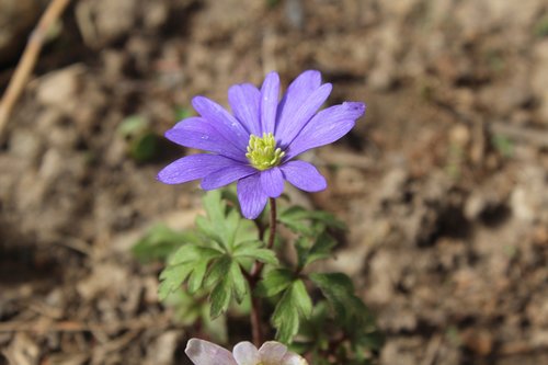 anemone  purple  white