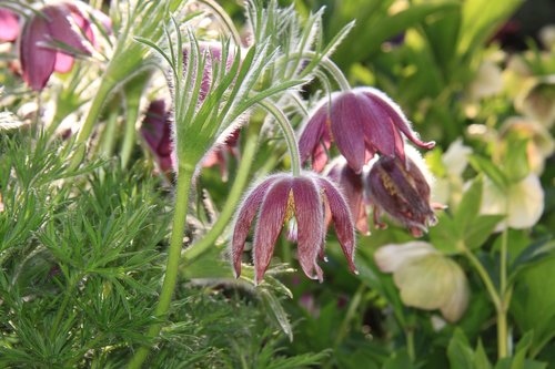 anemone  flower  spring