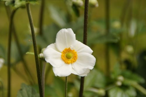 anemone white close