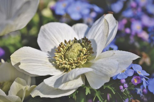 anemone  blossom  bloom