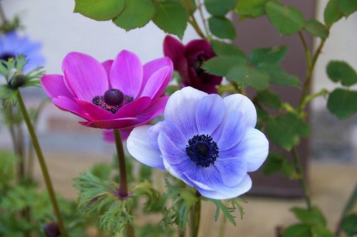 anemone  věncová  jerusalem