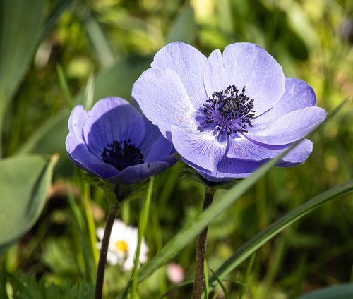 anemone  flower  ornamental plant